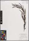 Foto von Salix eleagnos Scop.